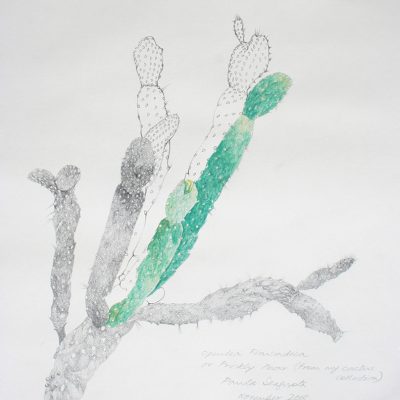 The garden of unreason - The cactus drawing-Paula