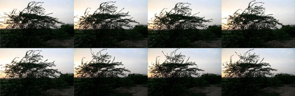 Yamuna | Wind | Tree-Atul Bhalla