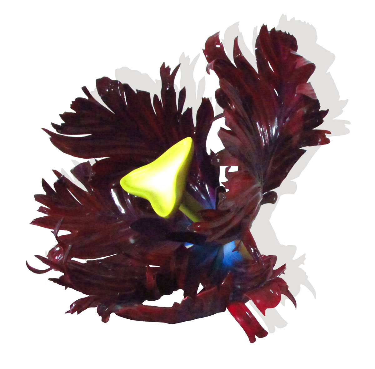 Black-Parrot-Tulip-2-Valya-Gada
